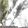 باغ و باغچه - اجاره