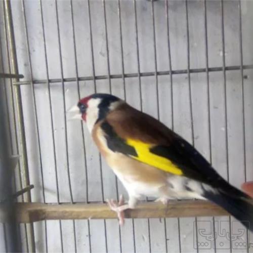 خانه و  آشپزخانه - حیوانات - پرندگان