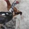 خانه و  آشپزخانه - حیوانات - پرندگان