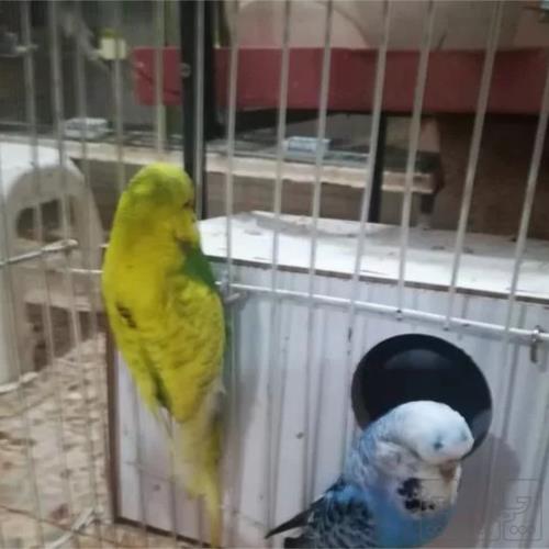 خانه و  آشپزخانه - حیوانات - پرندگان