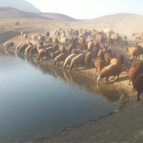خانه و  آشپزخانه - حیوانات - پستانداران
