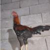 خانه و  آشپزخانه - حیوانات - پرندگان