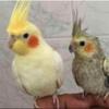 خانه و  آشپزخانه - حیوانات - پرندگان