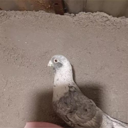 خانه و  آشپزخانه - حیوانات - پرندگان