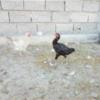 خانه و  آشپزخانه - حیوانات - پرندگان
