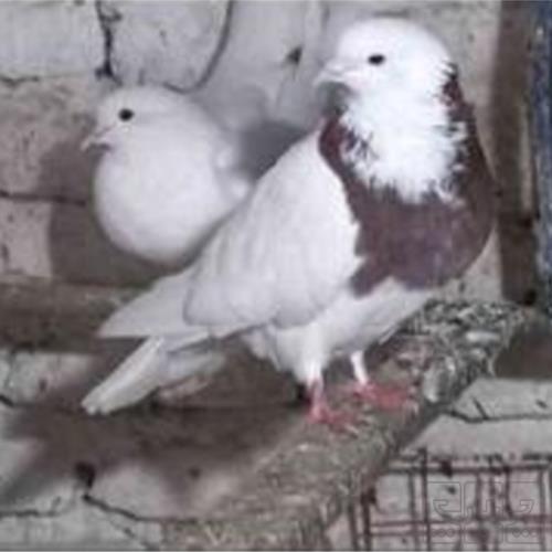 خانه و  آشپزخانه - حیوانات - پرندگان