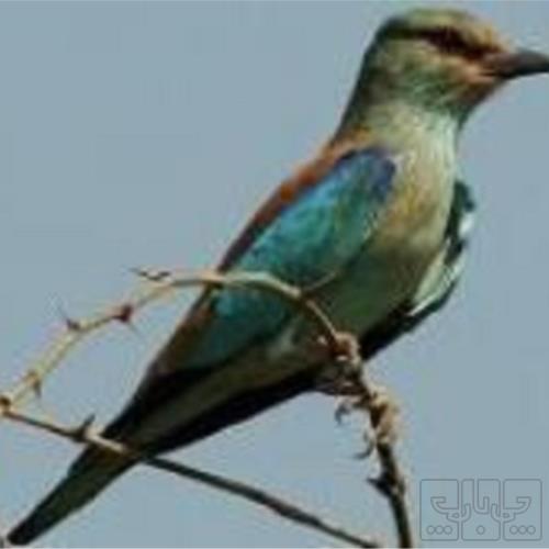 خانه و  آشپزخانه - حیوانات - پرندگان