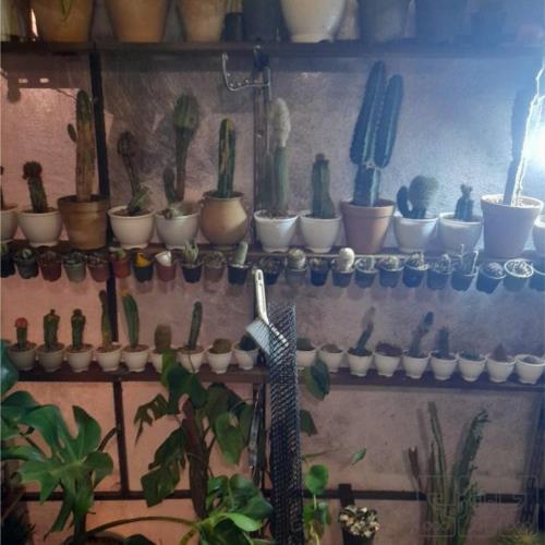 خانه و  آشپزخانه - باغبانی - گل و گیاه طبیعی