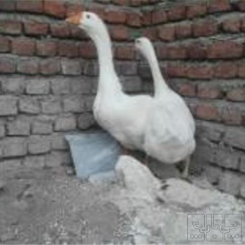 خانه و  آشپزخانه - حیوانات - پرندگان
