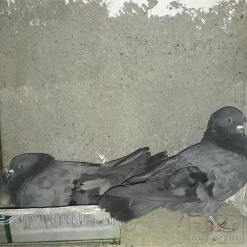 خانه و  آشپزخانه - حیوانات - پرندگان