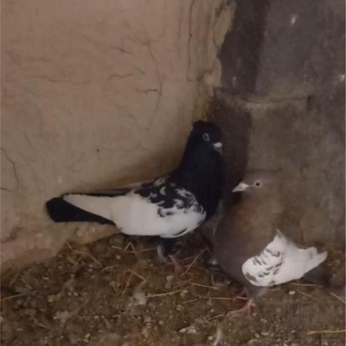 خانه و  آشپزخانه - حیوانات - پرندگان