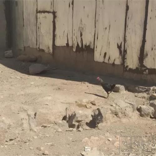خانه و  آشپزخانه - حیوانات - پرندگان