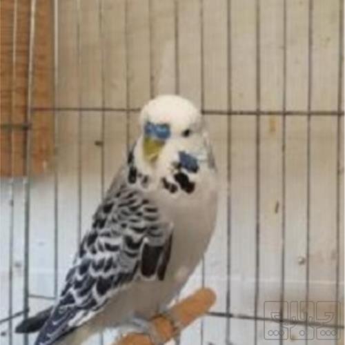 خانه و  آشپزخانه - حیوانات - پرندگان