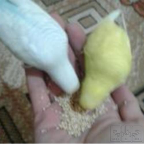 خانه و  آشپزخانه - حیوانات - پرندگان