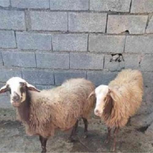 خانه و  آشپزخانه - حیوانات - پستانداران