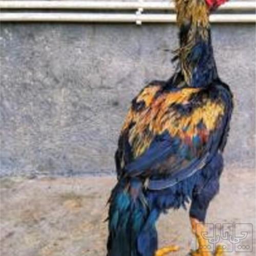 خانه و  آشپزخانه - حیوانات - پرندگان