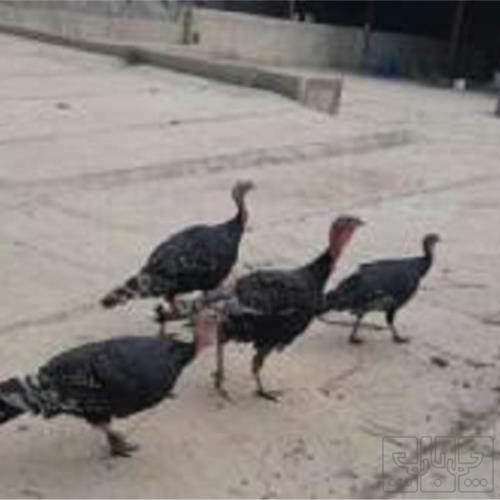 خانه و  آشپزخانه - حیوانات - پرندگان