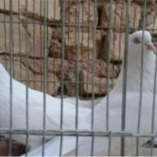 خانه و  آشپزخانه - حیوانات - پرندگان