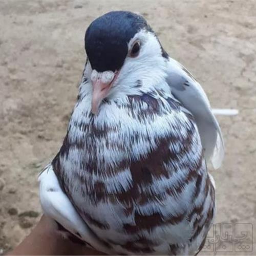 خانه و  آشپزخانه - حیوانات - پرندگان