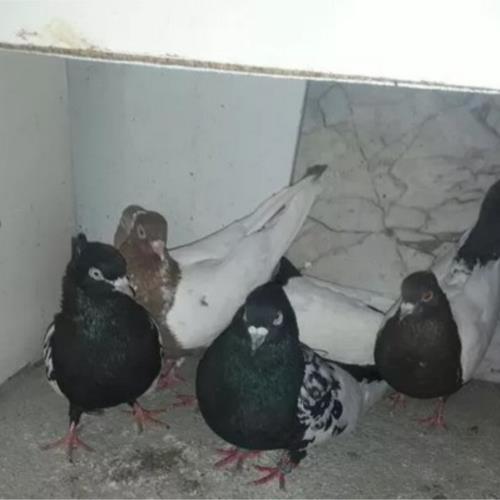 خانه و  آشپزخانه - حیوانات - پرندگان