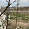 باغ و باغچه - انتقال مالکیت قطعی