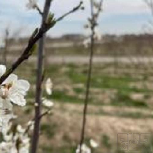 باغ و باغچه - انتقال مالکیت قطعی
