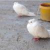 خانه و  آشپزخانه - حیوانات - پرندگان