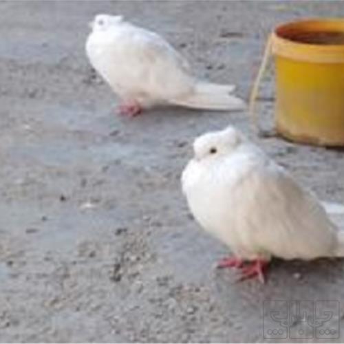 خانه و  آشپزخانه - حیوانات - پرندگان
