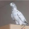 خانه و  آشپزخانه - حیوانات - پرندگان