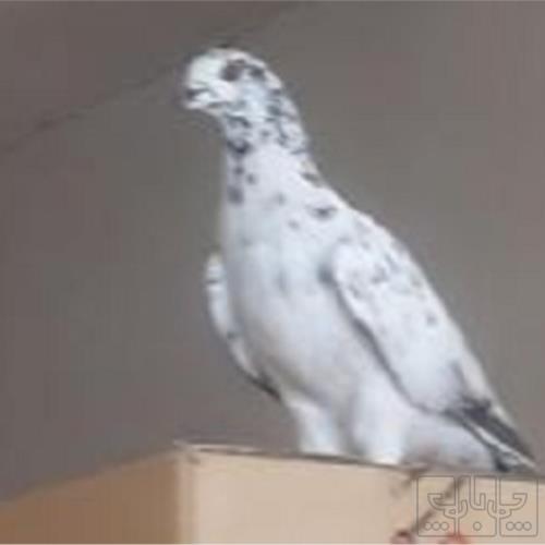 خانه و  آشپزخانه - حیوانات - پرندگان