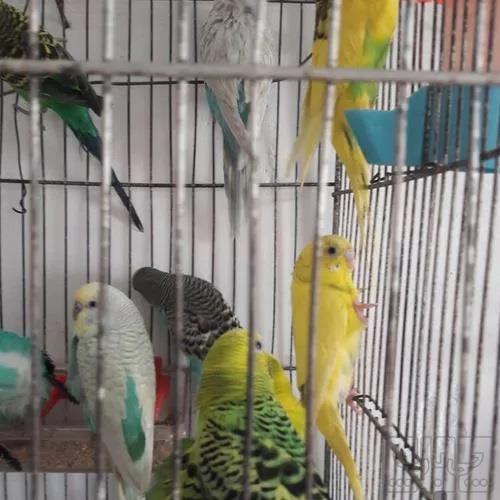 خانه و  آشپزخانه - حیوانات - پرندگان