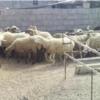 خانه و  آشپزخانه - حیوانات - پستانداران
