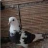 خانه و  آشپزخانه - حیوانات - پرندگان