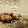 خانه و  آشپزخانه - حیوانات - پستانداران