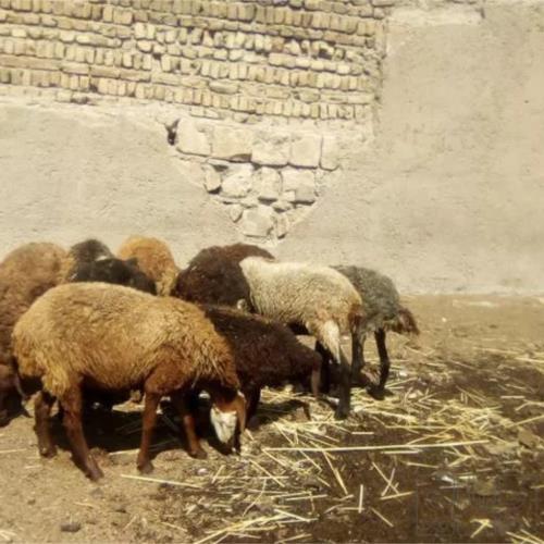 خانه و  آشپزخانه - حیوانات - پستانداران