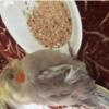 خانه و  آشپزخانه - حیوانات - پرندگان