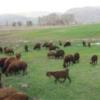 خانه و  آشپزخانه - حیوانات - پستانداران