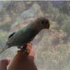 خانه و  آشپزخانه - حیوانات - پرندگان