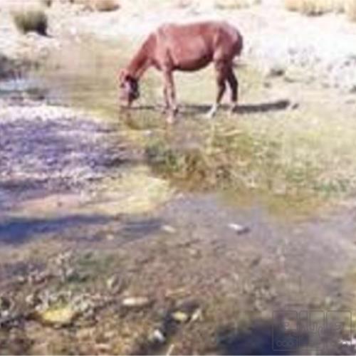 خانه و  آشپزخانه - حیوانات - پستانداران
