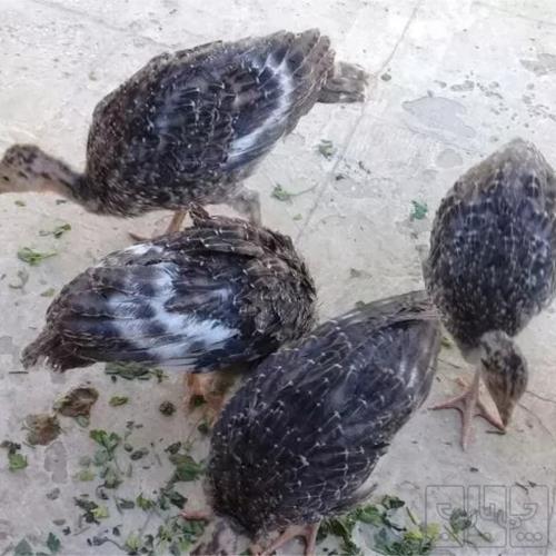 خانه و  آشپزخانه - حیوانات