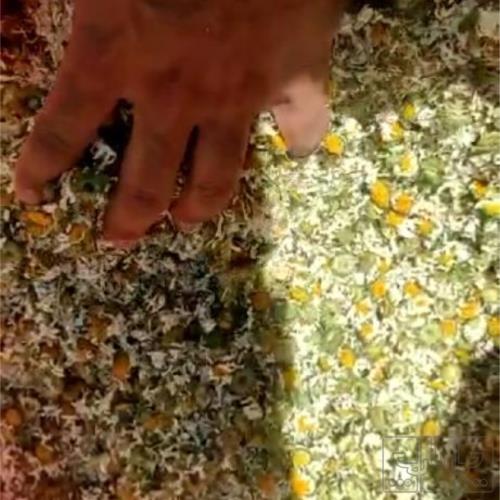 مصرفی روزمره - کالای اساسی و خواربار - ادویه و چاشنی