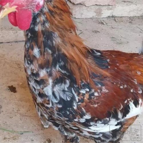 خانه و  آشپزخانه - حیوانات - پرندگان