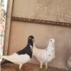 خانه و  آشپزخانه - حیوانات - پرندگان