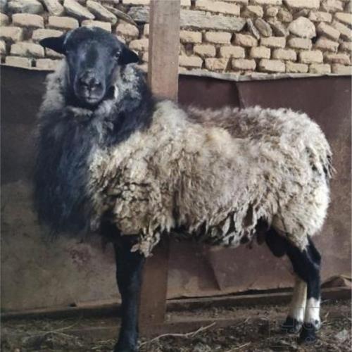 خانه و  آشپزخانه - حیوانات - پستانداران