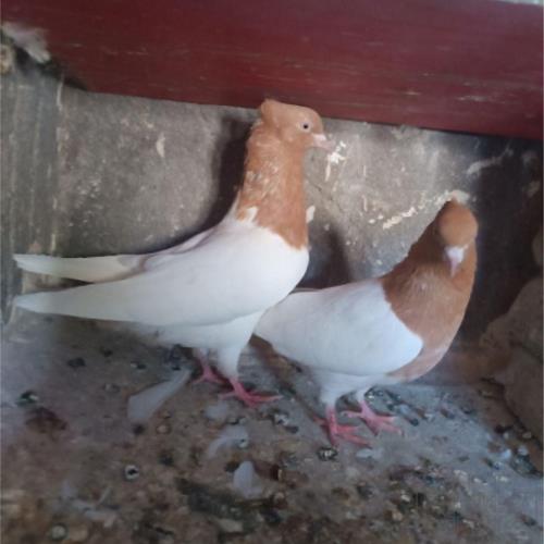 خانه و  آشپزخانه - حیوانات - پرندگان