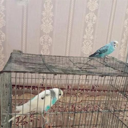خانه و  آشپزخانه - حیوانات - پرندگان