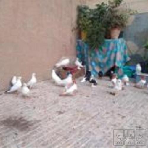 خانه و  آشپزخانه - حیوانات - پرندگان