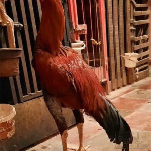 خانه و  آشپزخانه - حیوانات - پرندگان