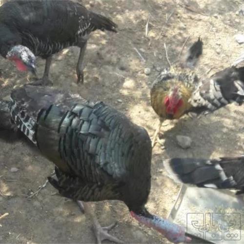 خانه و  آشپزخانه - حیوانات - پرندگان