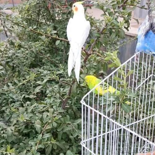 خانه و  آشپزخانه - حیوانات - پرندگان